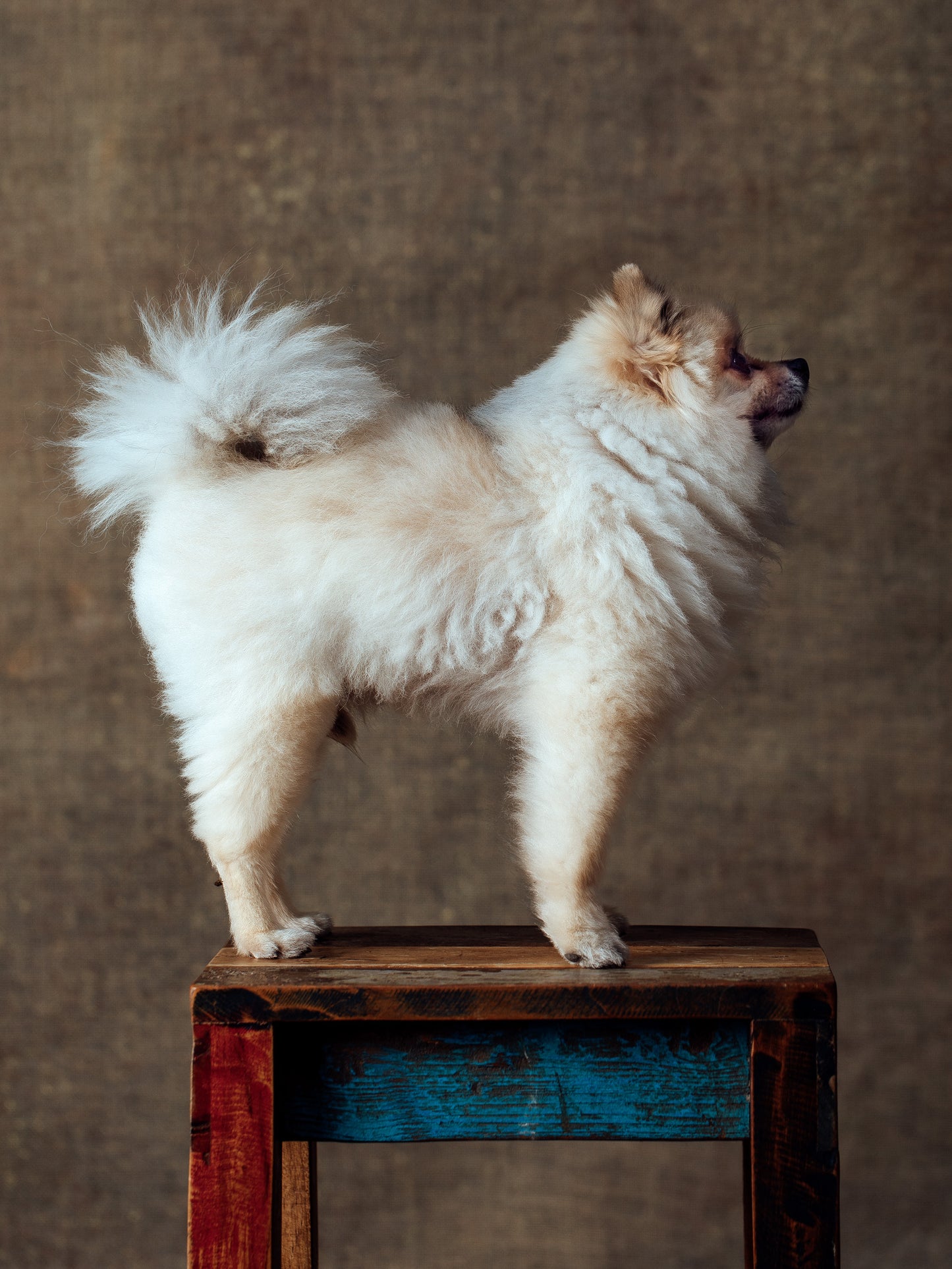 DOG No02
