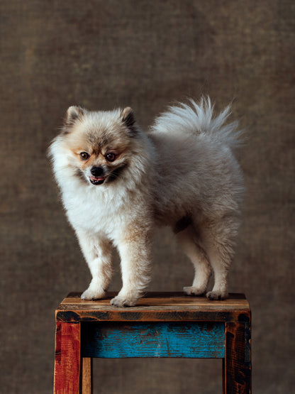 DOG No01