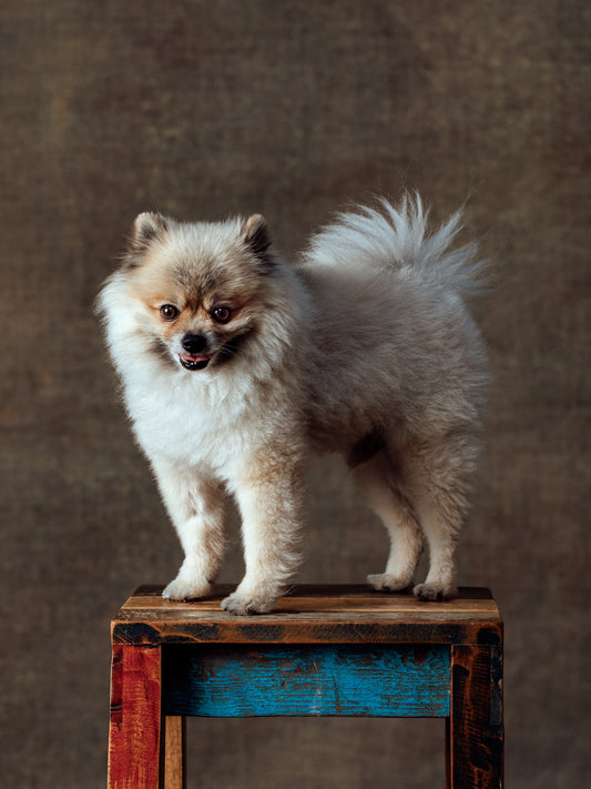 DOG No01