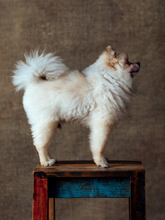 DOG No02